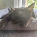 https://fr.holidog.com/ImagesPetSitters/FDCE5988-A602-488A-980C-EDDE1EA0D525_square_120.jpg Le-vrai-amour-des-animaux--1112108-3
