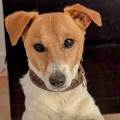 https://fr.holidog.com/ImagesPetSitters/FE5B0B7C-FE75-4745-937A-D693464485F5_square_120.jpg Dog's-paradise-1032213-1