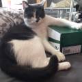 Pet-love-337600-2