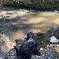 https://fr.holidog.com/ImagesPetSitters/FEBA1A5C-9BBC-4499-A070-6BC28AA1230B_square_120.jpg Une-nounou-pour-vos-boules-de-poils-1085149-3