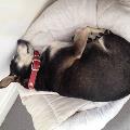 https://fr.holidog.com/ImagesPetSitters/FF24FBAE-EB63-4DDB-B49F-D44211C22277_square_120.jpg 45343-1