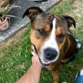 https://fr.holidog.com/ImagesPetSitters/FF445B65-D641-4710-9636-50388A1A34E5_square_120.jpg Offrez-des-vacances-à-votre-chien-1058651-3