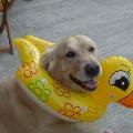 https://fr.holidog.com/ImagesPetSitters/FF54731C-5C9F-4B22-AE47-1B5209D57551_square_120.jpg 56251-0