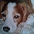 https://fr.holidog.com/ImagesPetSitters/FFFE47F7-A41A-4F50-B34D-9A09A9E83C07_square_120.jpg L'amour-des-animaux-1076469-3