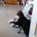 petsitter stranger