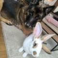 petsitter stranger