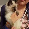 petsitter stranger