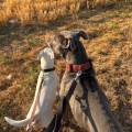 petsitter stranger