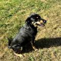 petsitter stranger