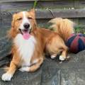 petsitter stranger