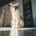 petsitter stranger