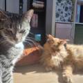petsitter stranger