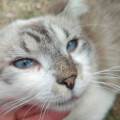 petsitter stranger