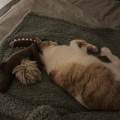stranger